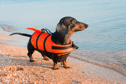 Life Jacket Care